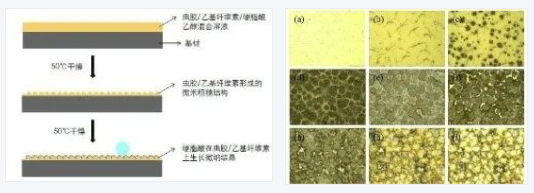 超疏水涂料在食品包裝中的應(yīng)用 涂料在線,coatingol.com
