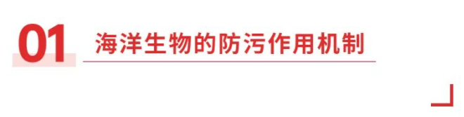 海洋生物防污作用機(jī)制及海洋防污涂料的應(yīng)用研究 涂料在線,coatingol.com