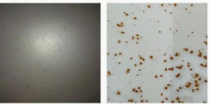 涂料用防閃銹劑有哪些種類？如何科學使用？ 涂料在線,coatingol.com
